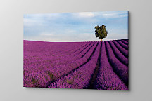 Obraz Levandule 1749